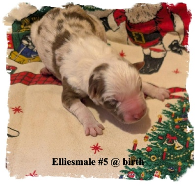 ABCA registered Border Collie Red Merle male out of working stock